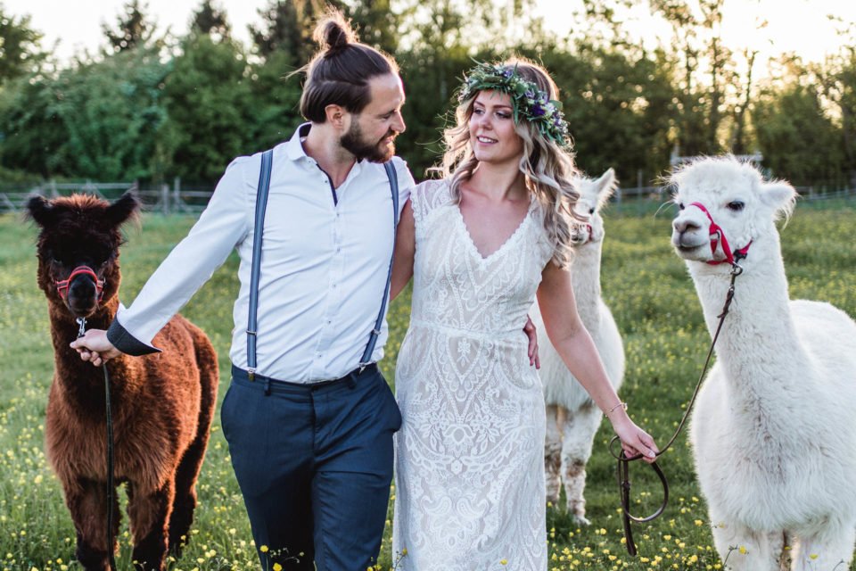 Alpakas zur Hochzeit mit Brautpaar auf der Wiese