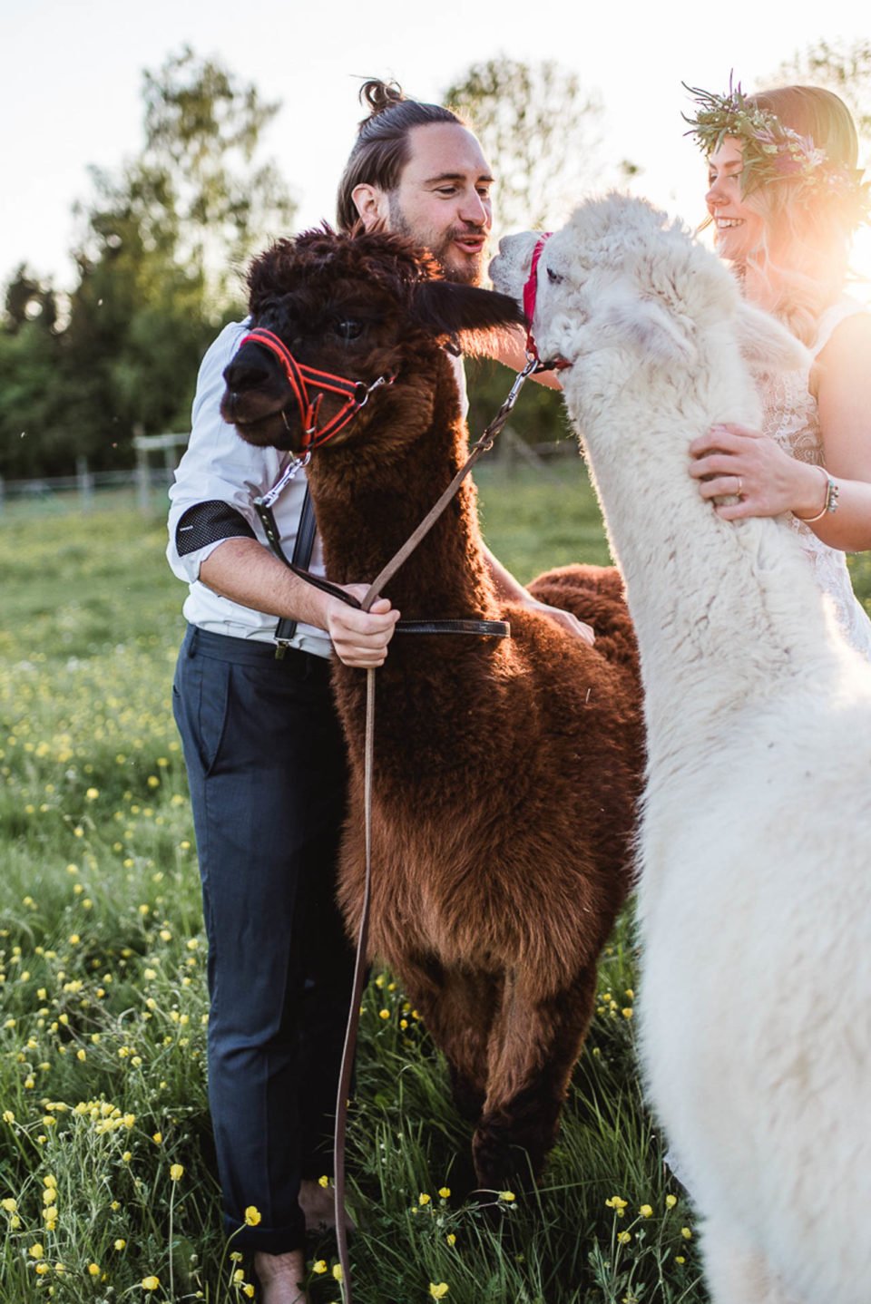 Alpakas zur Hochzeit - Bräutigam küsst Alpaka