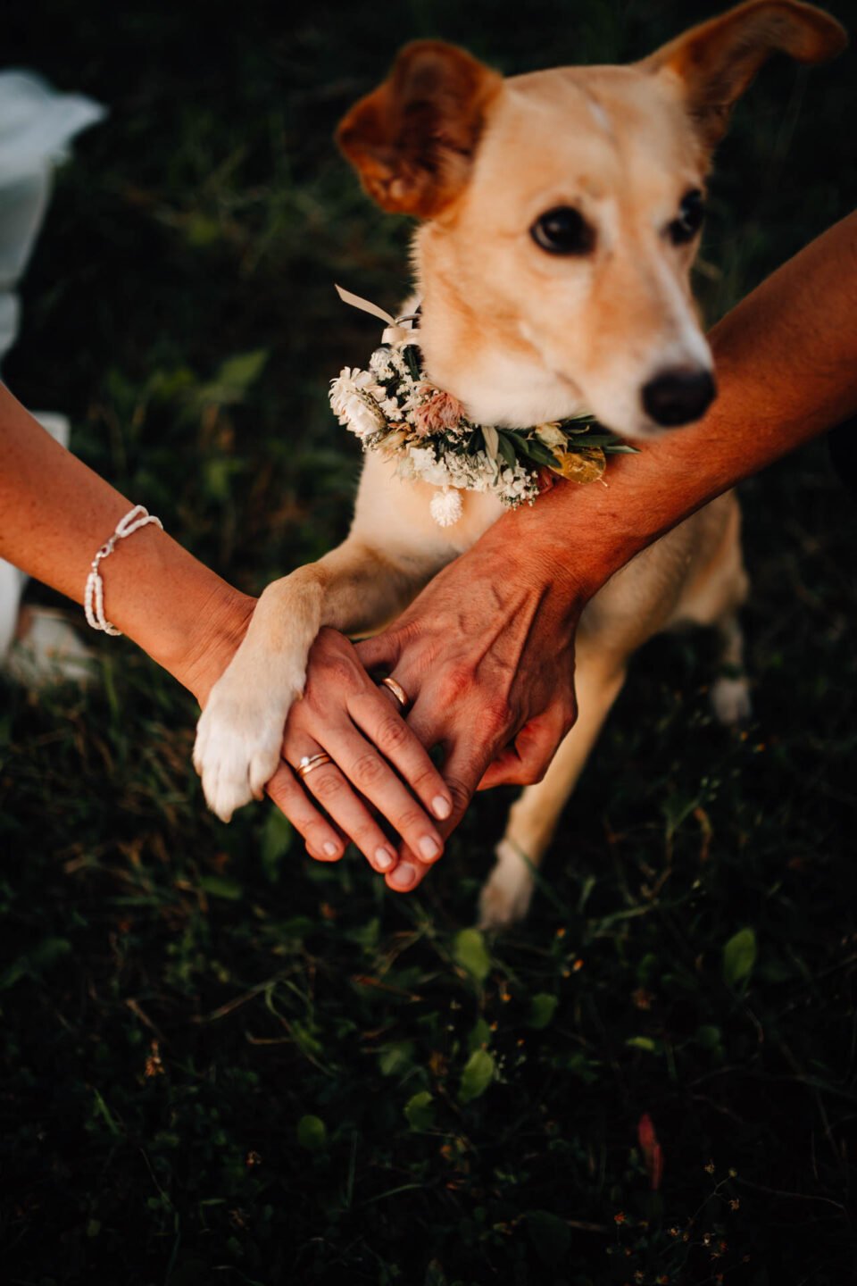 Hund mit Blumenschmuck am Hals bei Hochzeit